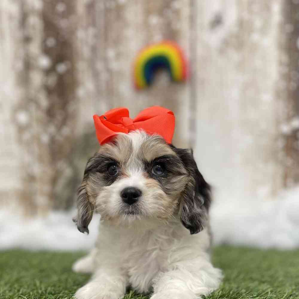 Female Cavachon Puppy for Sale in Braintree, MA