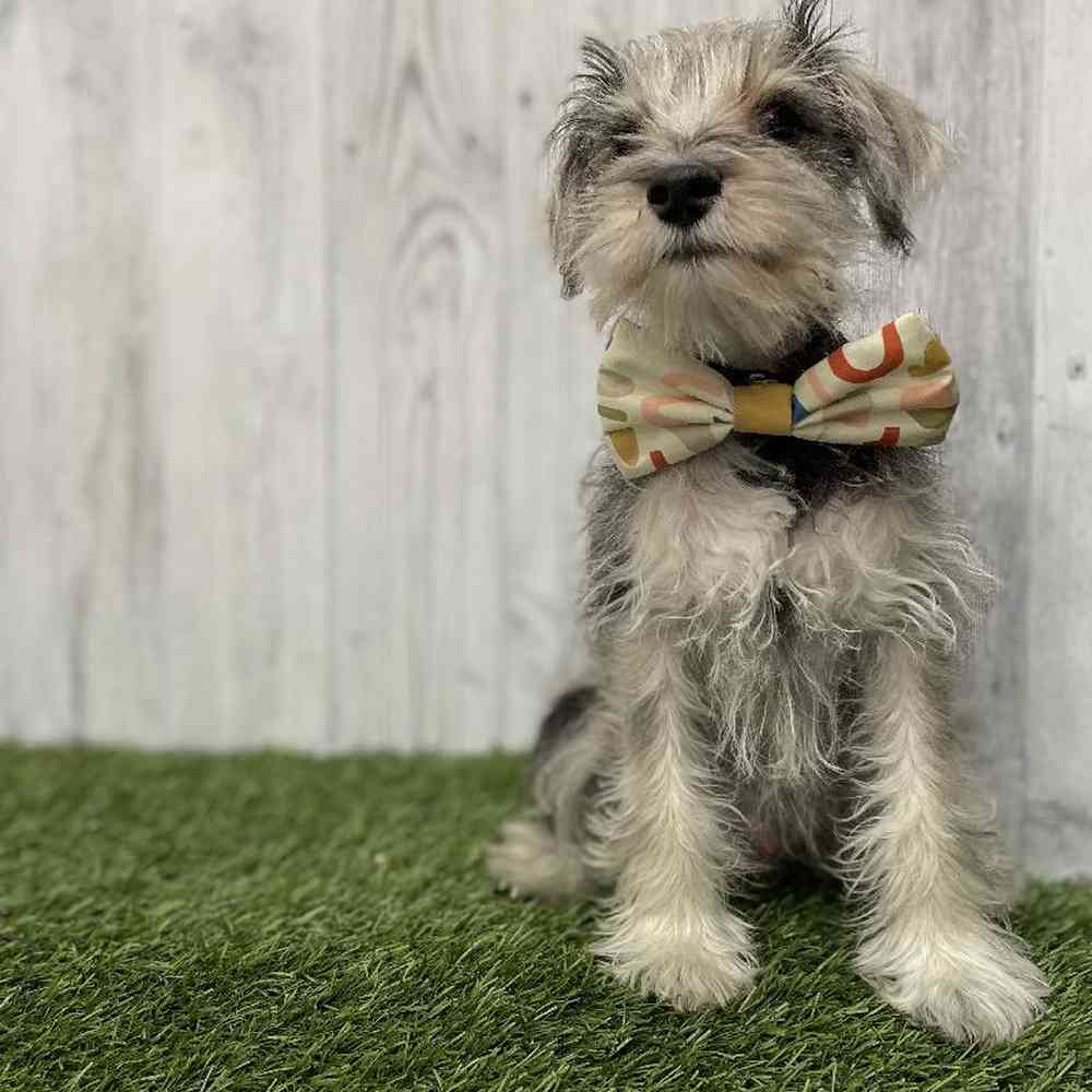 Male Miniature Schnauzer Puppy for Sale in Braintree, MA