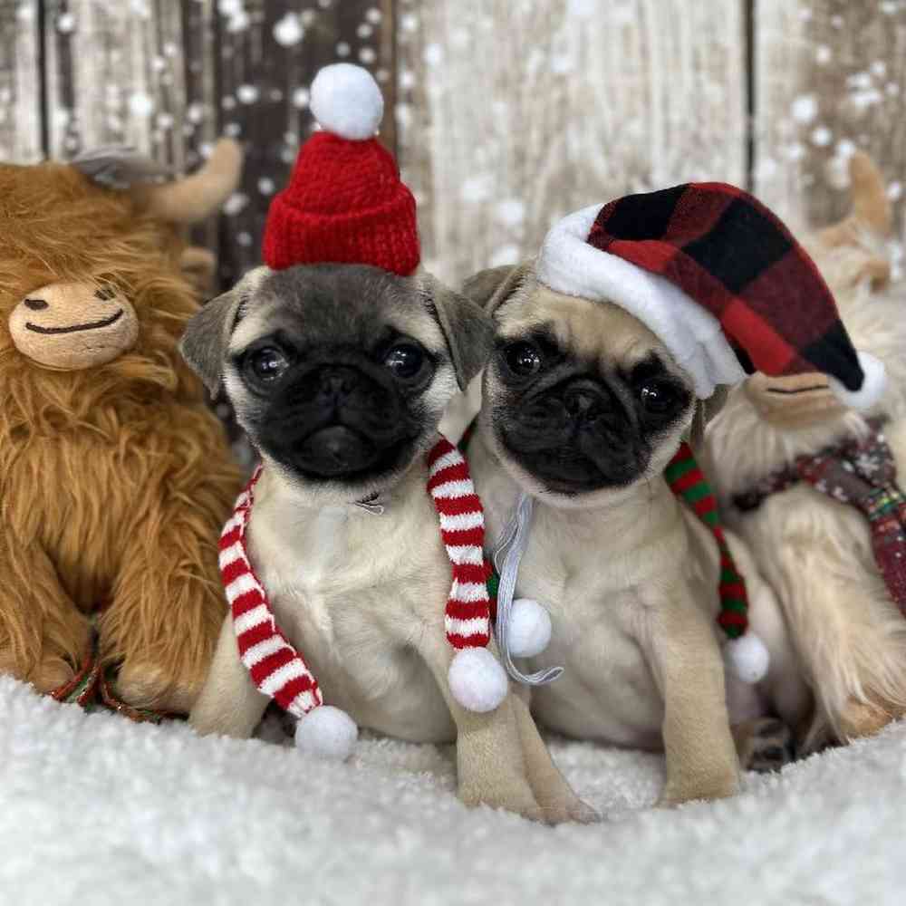 Female Pug Puppy for Sale in Saugus, MA