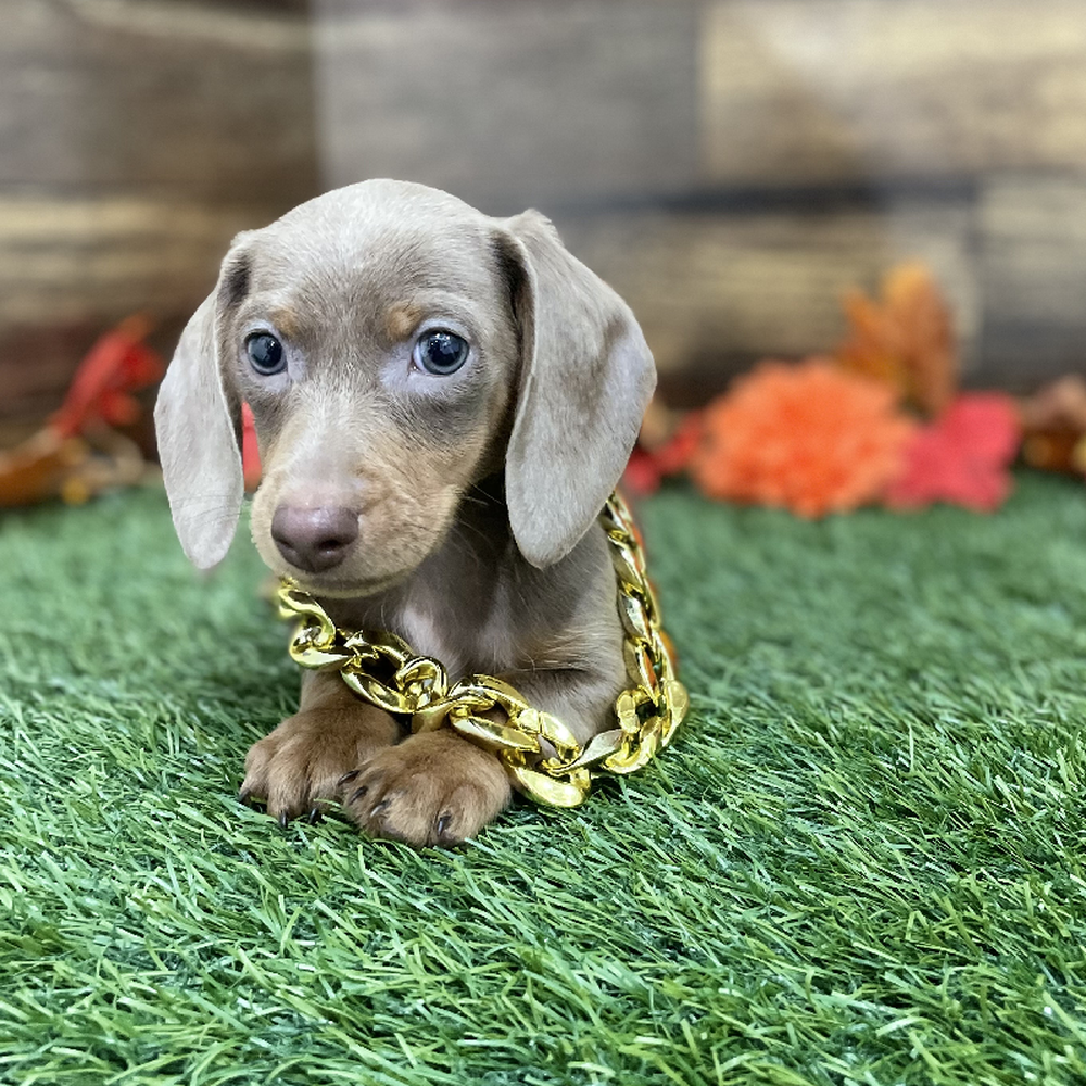 Male Dachshund Puppy for Sale in Braintree, MA