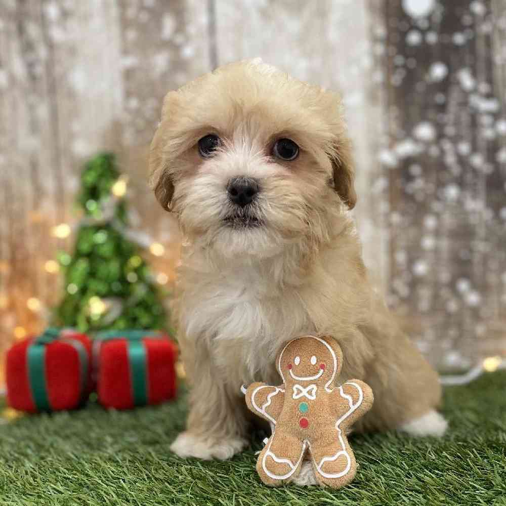 Female Malti-Poo Puppy for Sale in Braintree, MA