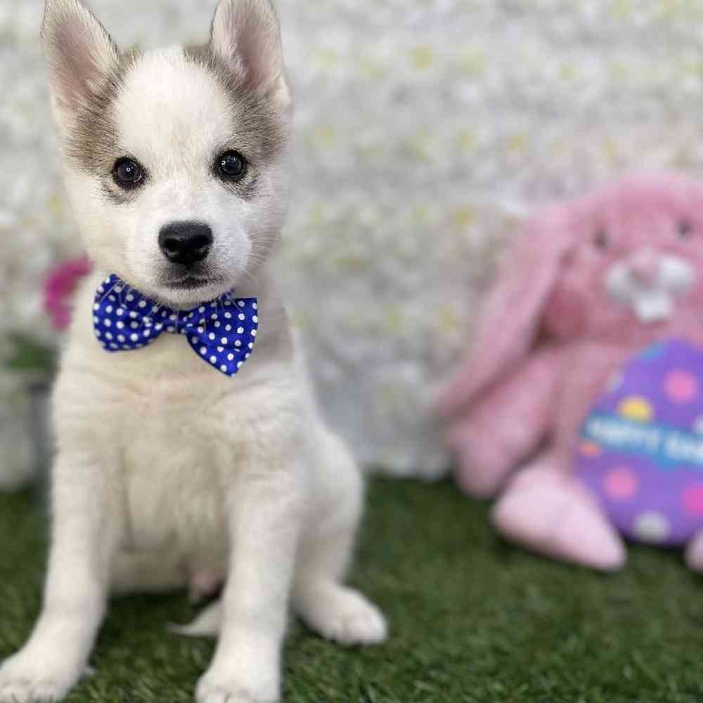 Male Alaskan Klee Kai Puppy for Sale in Braintree, MA