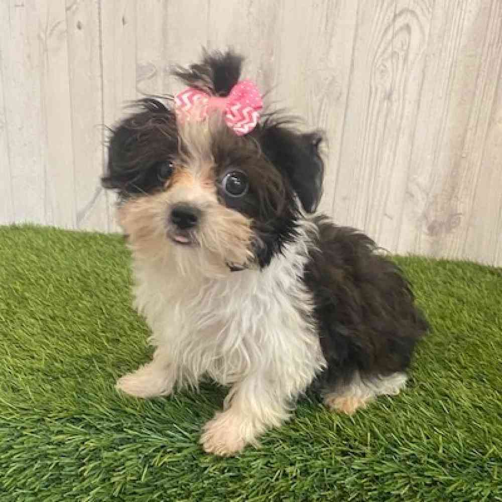 Female Yorkie-Poo Puppy for sale