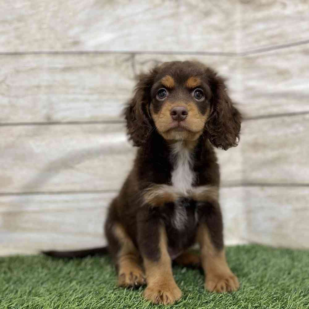 Male Cotralian (Mini Aussie/Cocker Spaniel) Puppy for Sale in Braintree, MA