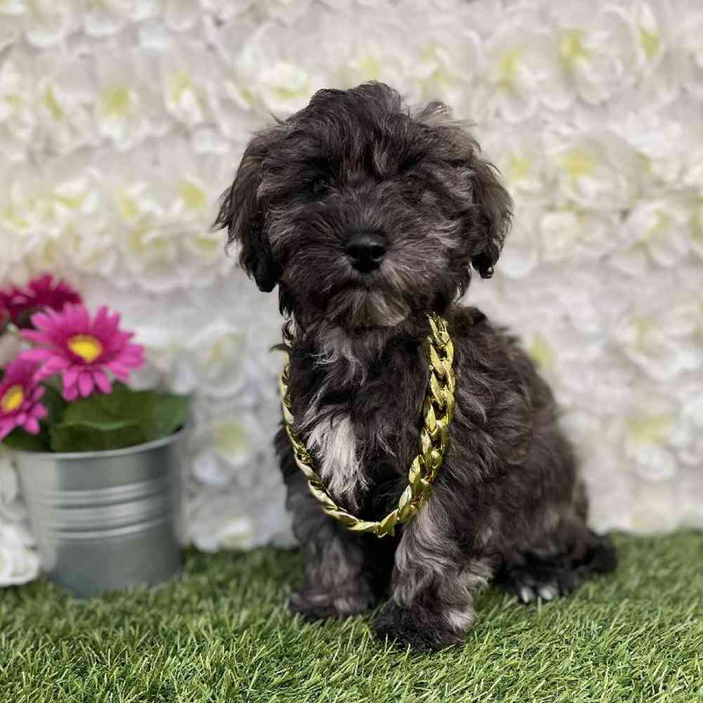 Male Schnoodle Puppy for Sale in Braintree, MA