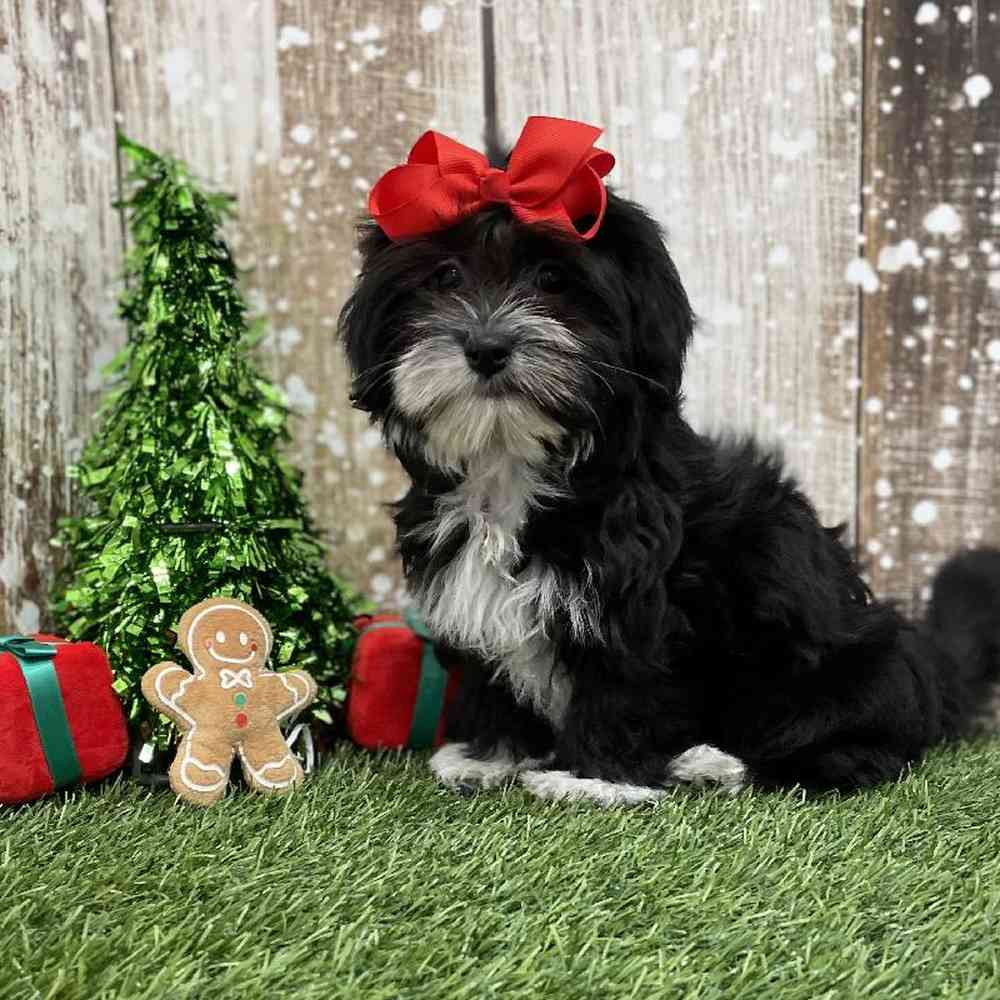 Female Havanese Puppy for Sale in Braintree, MA