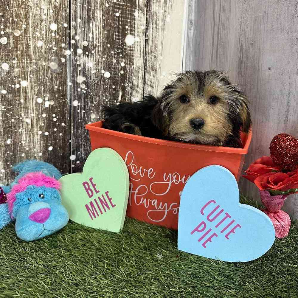 Male Yorkshire Terrier Puppy for Sale in Saugus, MA