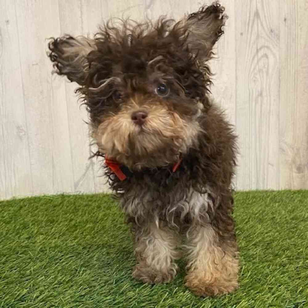 Male Poodle (Mini) Mix Puppy for sale