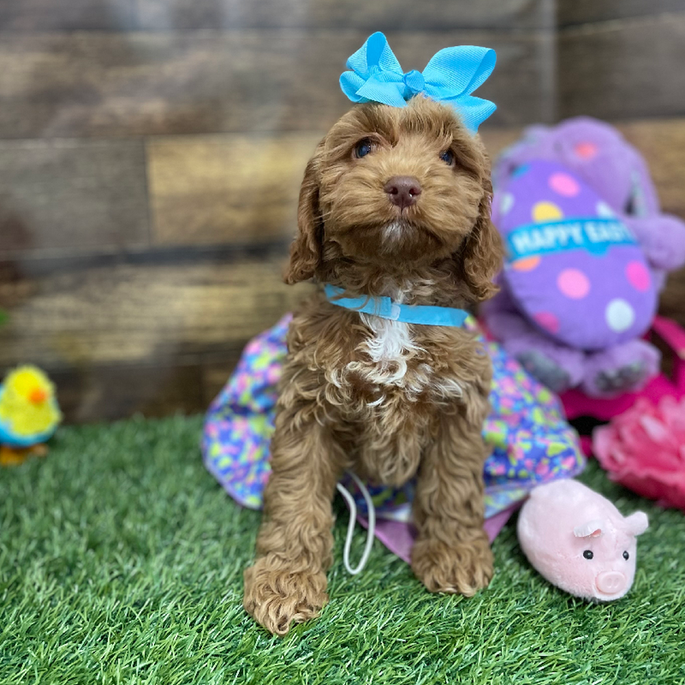 Female Cockapoo Puppy for Sale in Braintree, MA