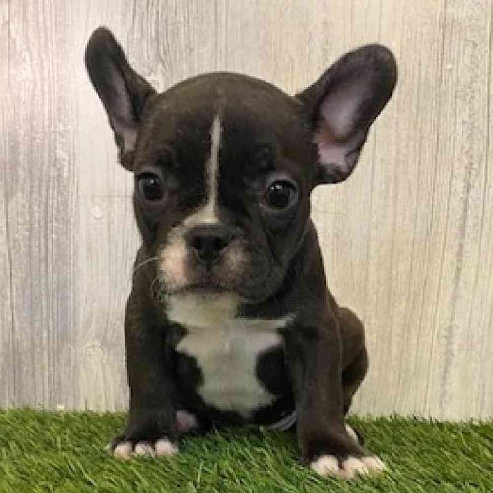 Female French Bulldog Puppy for sale