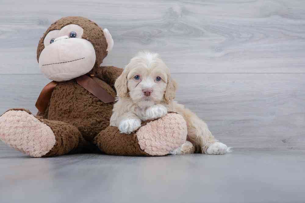 cockapoo-kareem-2297893680432425.jpg
