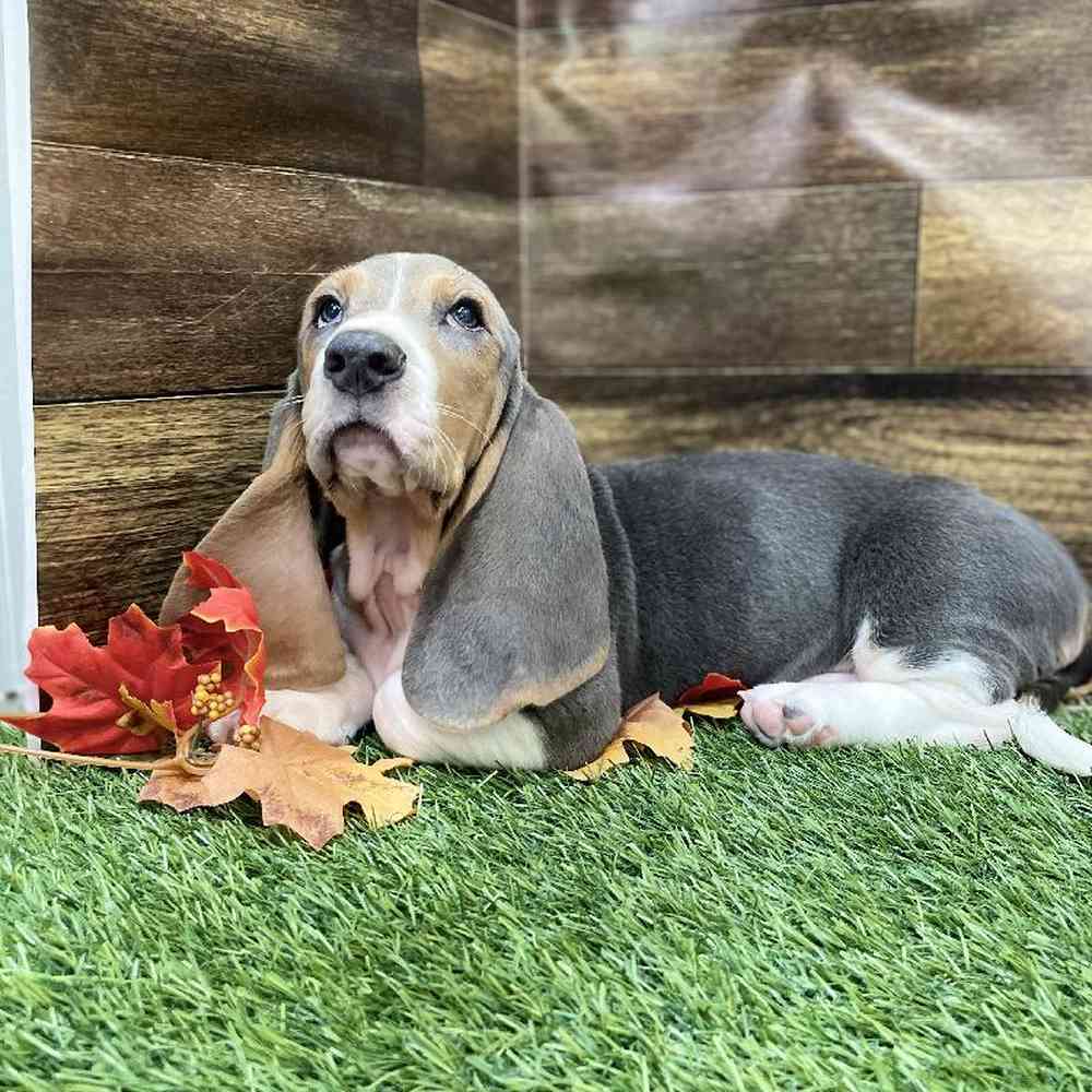 Male Basset Hound Puppy for Sale in Braintree, MA