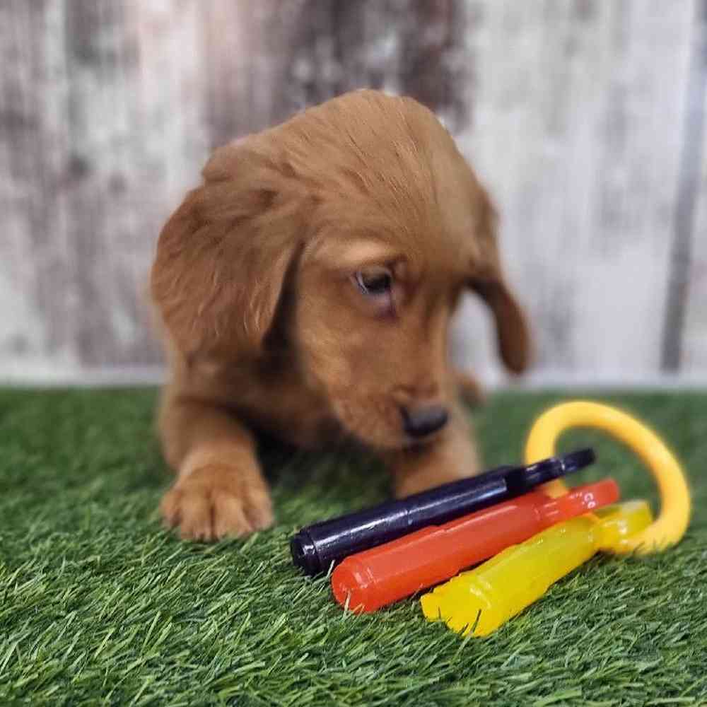 Male Golden Retriever Puppy for Sale in Saugus, MA