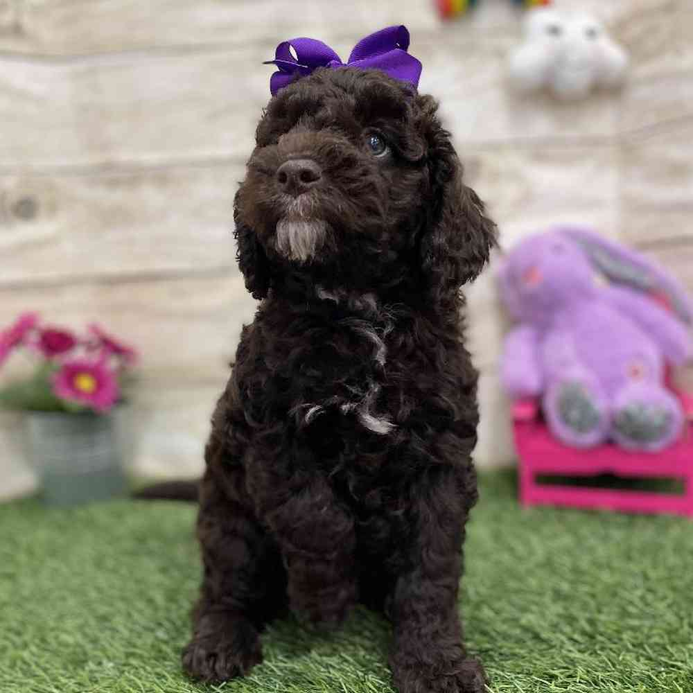 Female Mini Labradoodle 2nd Gen Puppy for Sale in Braintree, MA