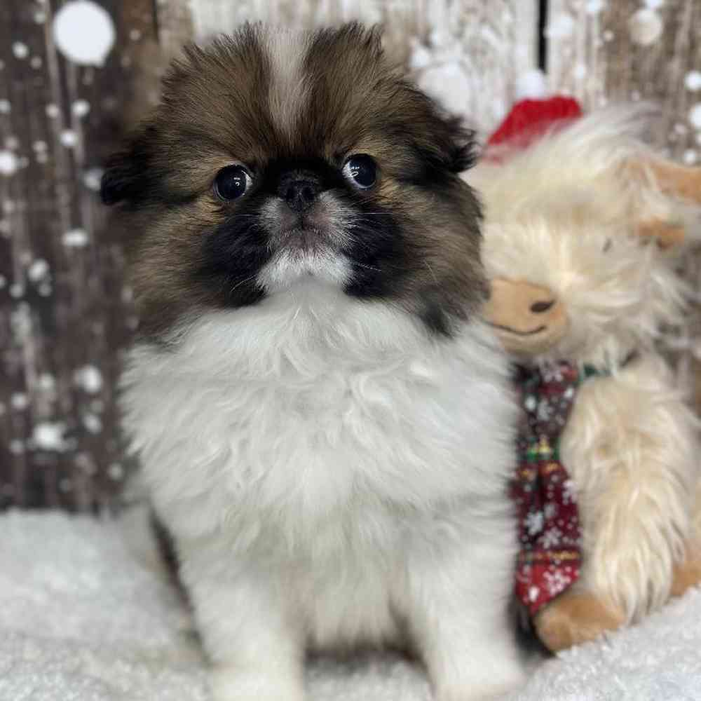 Male Japanese Chin Puppy for Sale in Saugus, MA