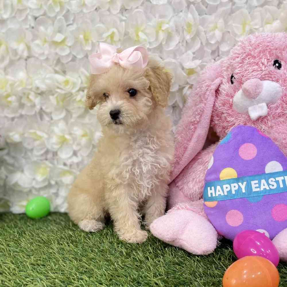 Female Poodle Toy Puppy for Sale in Braintree, MA
