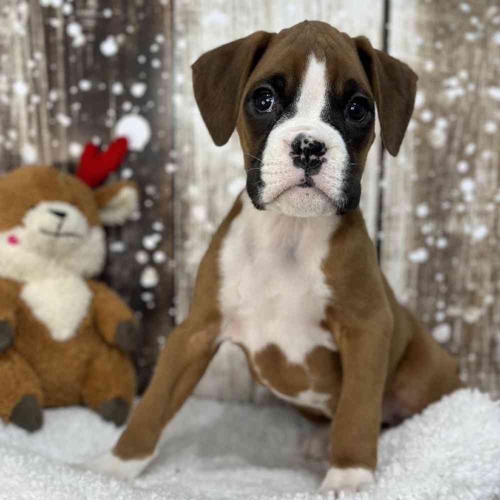 Female Boxer Puppy for Sale in Saugus, MA