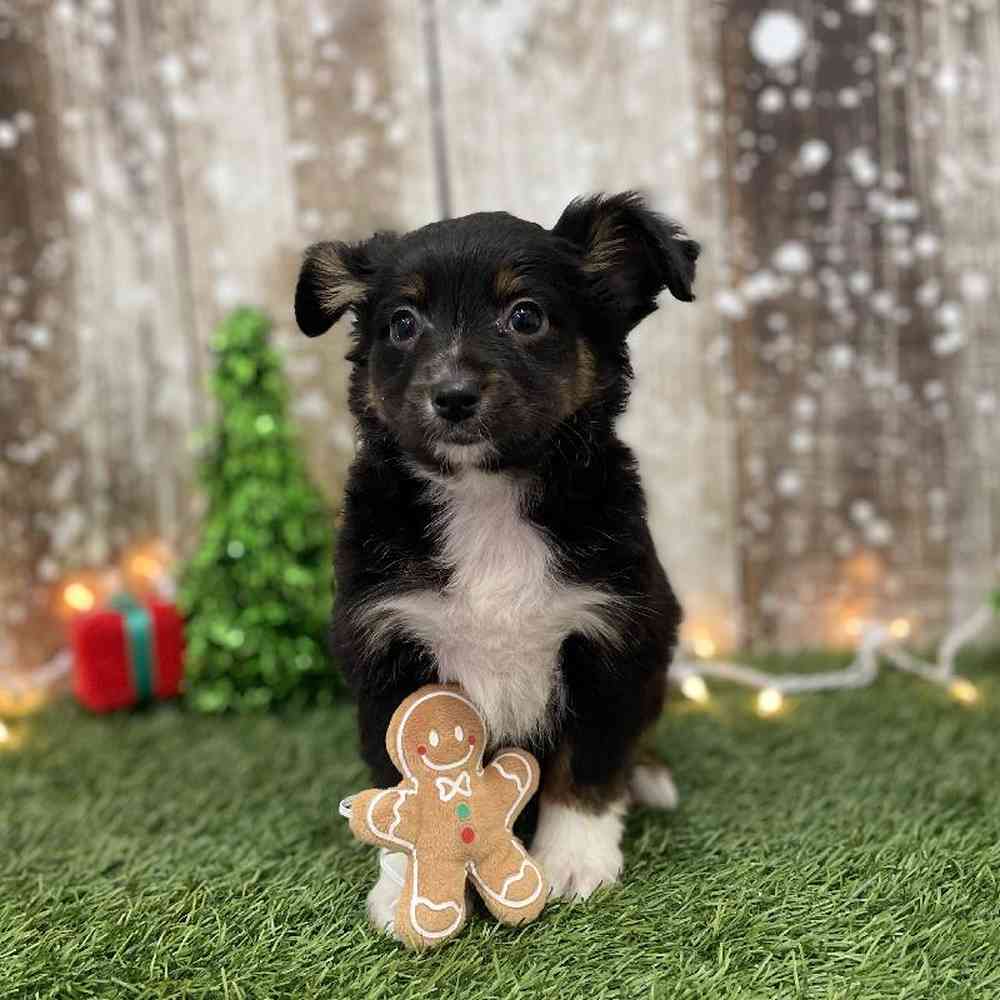 Female Miniature Australian Shepherd Puppy for Sale in Braintree, MA