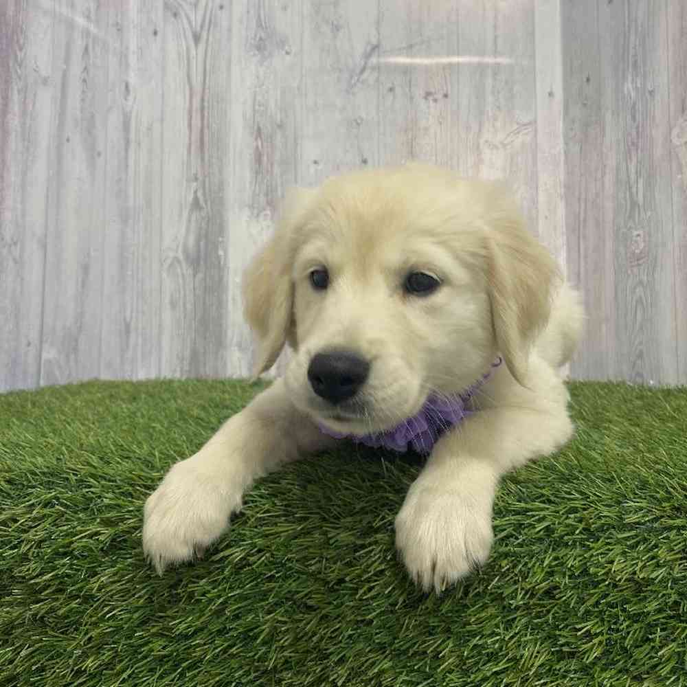 Golden Retriever For Sale Pet Express Saugus