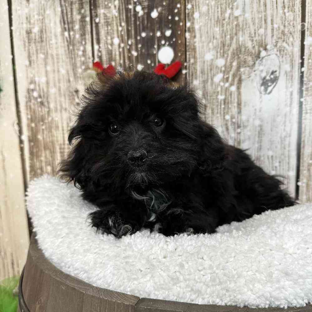 Male Malti-Poo Puppy for Sale in Saugus, MA