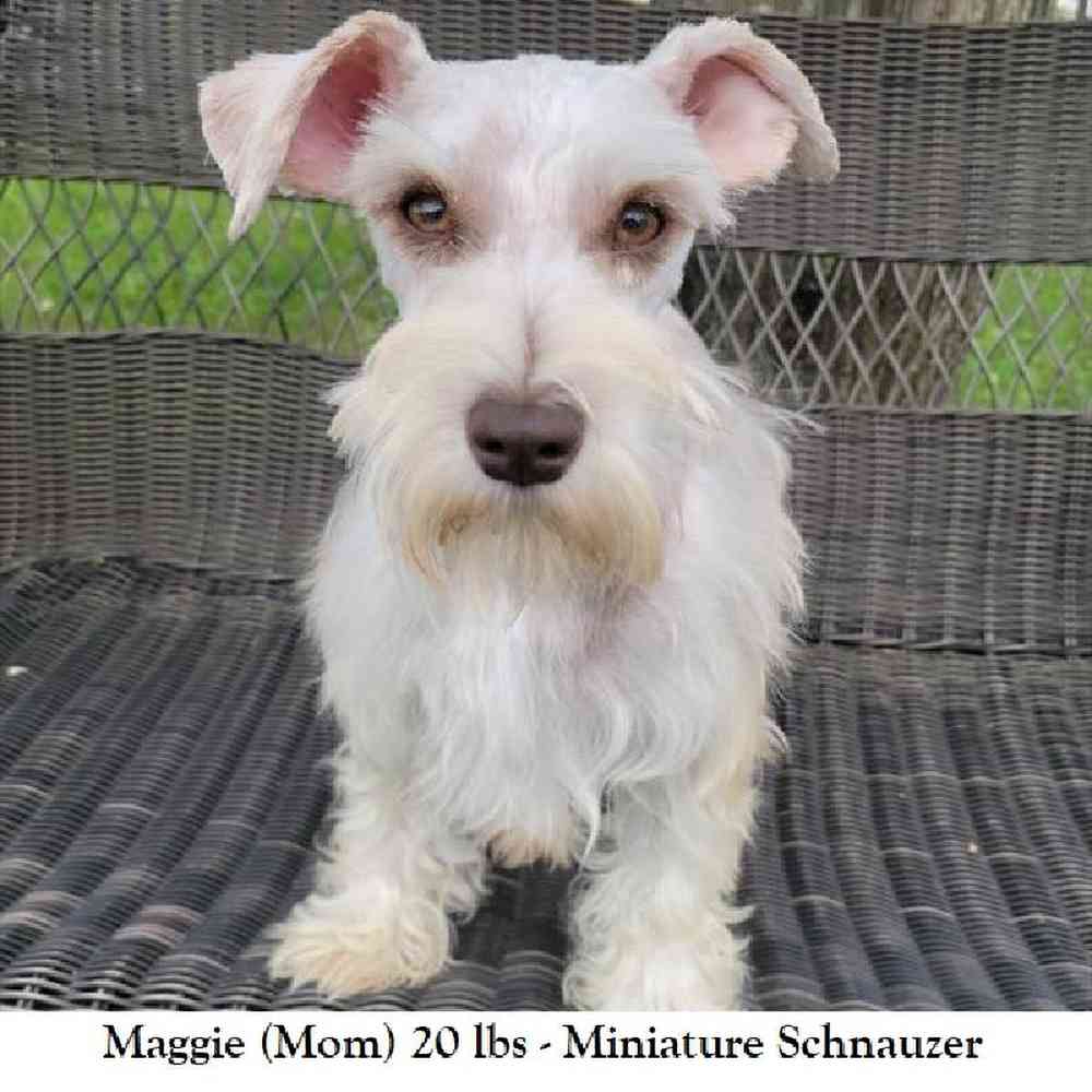 Female Miniature Schnauzer Puppy for Sale in Saugus, MA