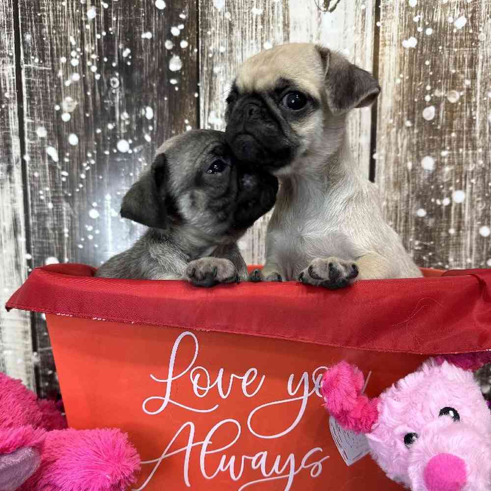 Female Pug Puppy for Sale in Saugus, MA