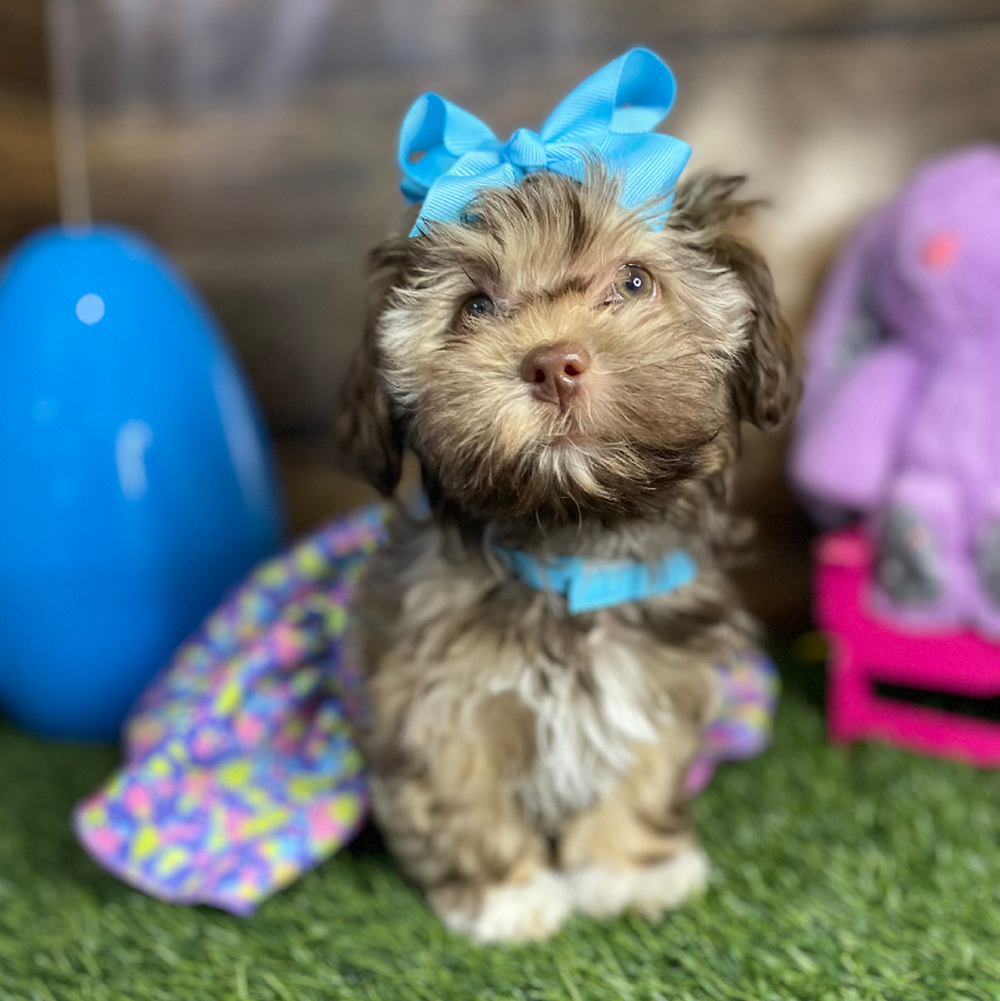 Female Havanese Puppy for Sale in Braintree, MA