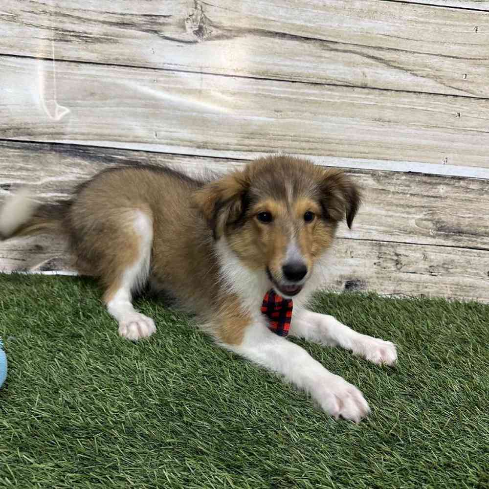 Male Shetland Sheepdog Puppy for Sale in Saugus, MA