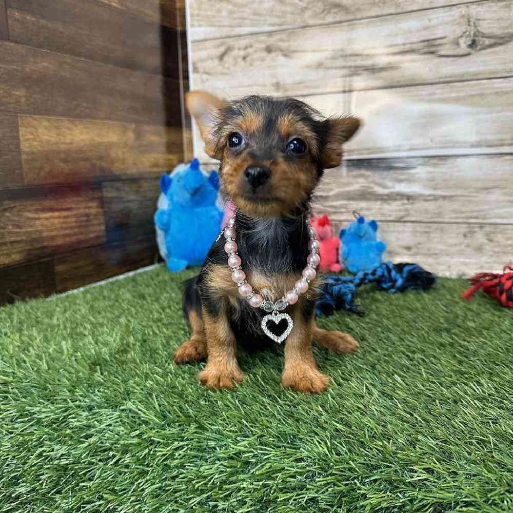 Female Chorkie Puppy for Sale in Saugus, MA