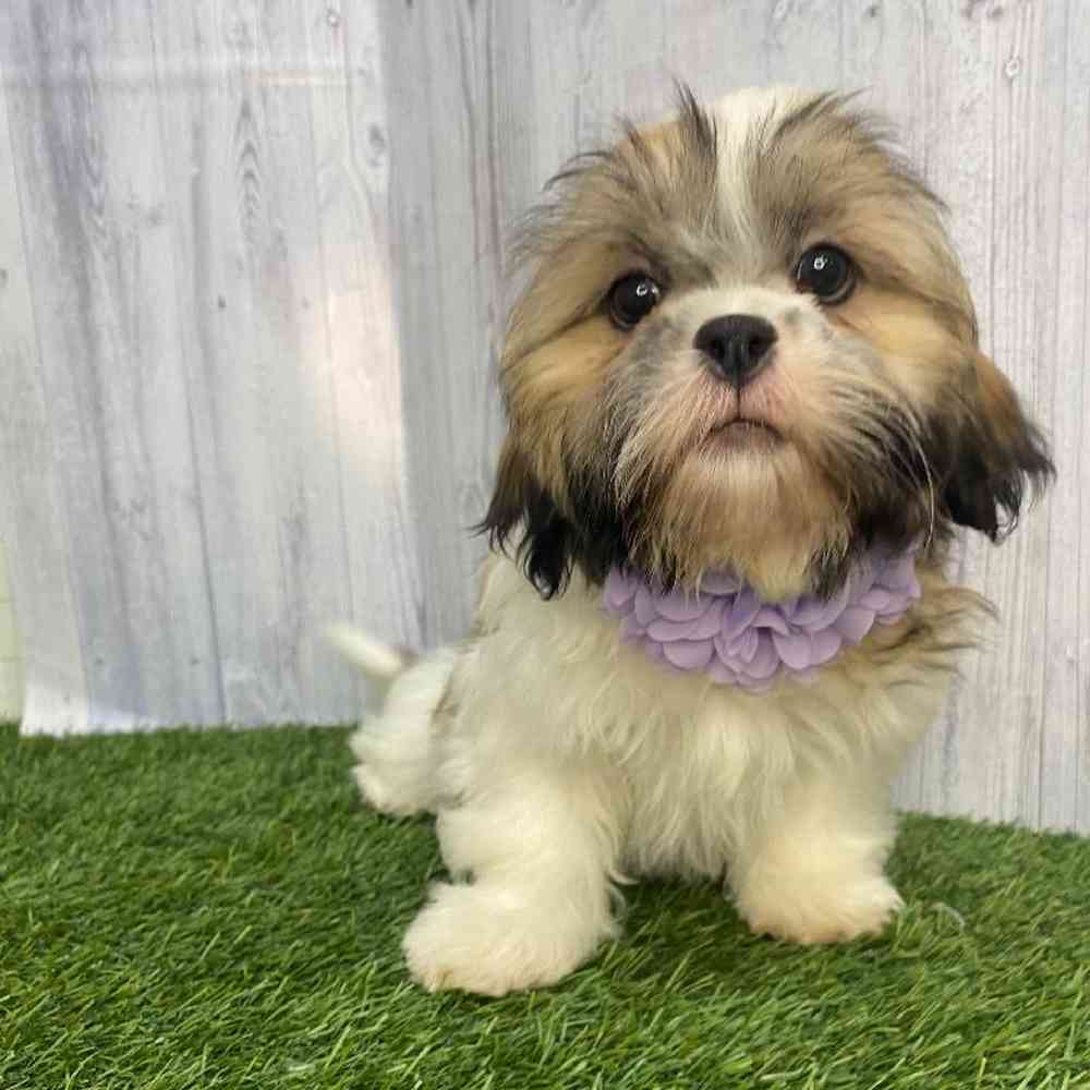 Female Shih Tzu Puppy for Sale in Saugus, MA