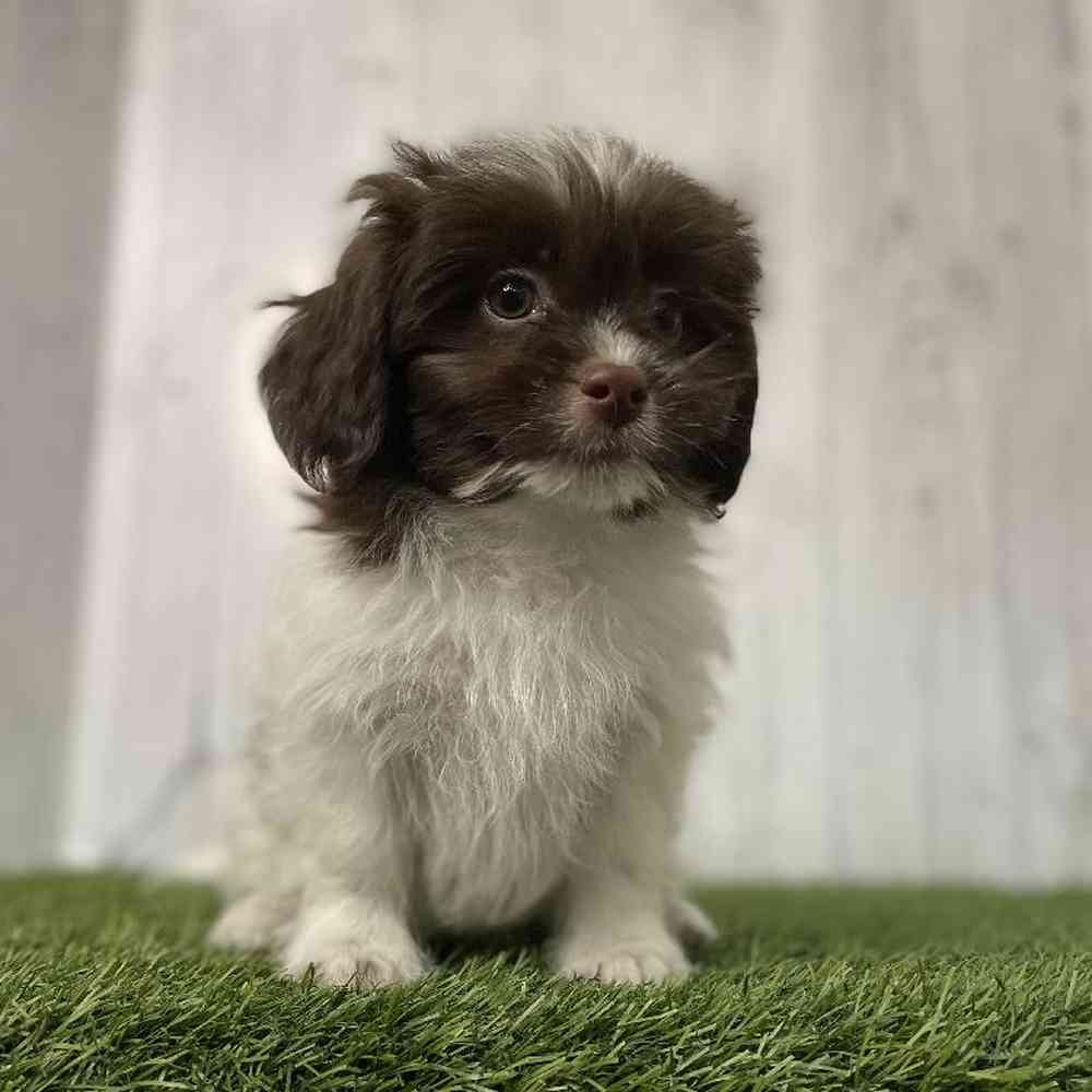 Male Shih-Poo Puppy for sale