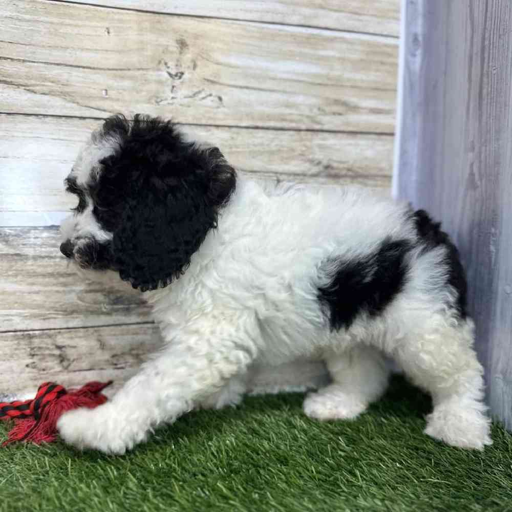 Male Mini Sheepadoodle 2nd Gen Puppy for Sale in Saugus, MA