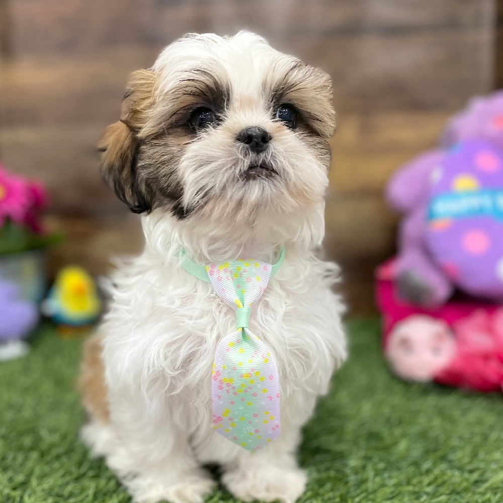 Male Shih Tzu Puppy for Sale in Braintree, MA