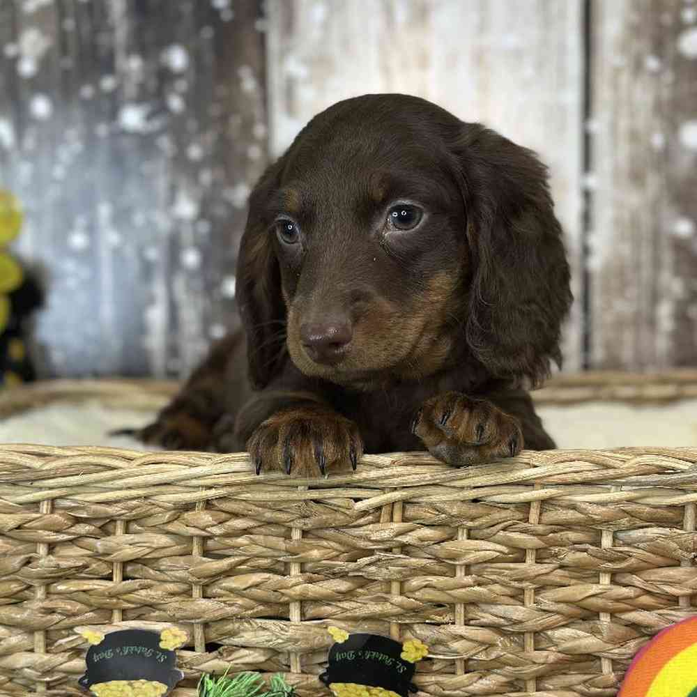 Male Dachshund Puppy for Sale in Saugus, MA