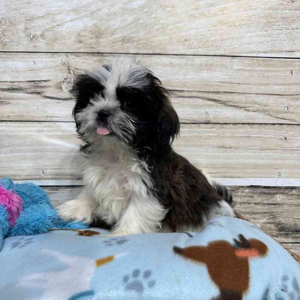 Male Shih Tzu Puppy for Sale in Saugus, MA