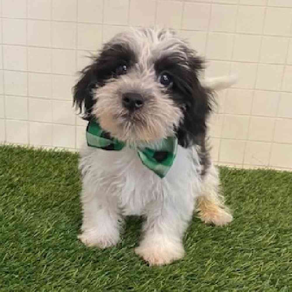 Male Yorkie-Poo Puppy for sale