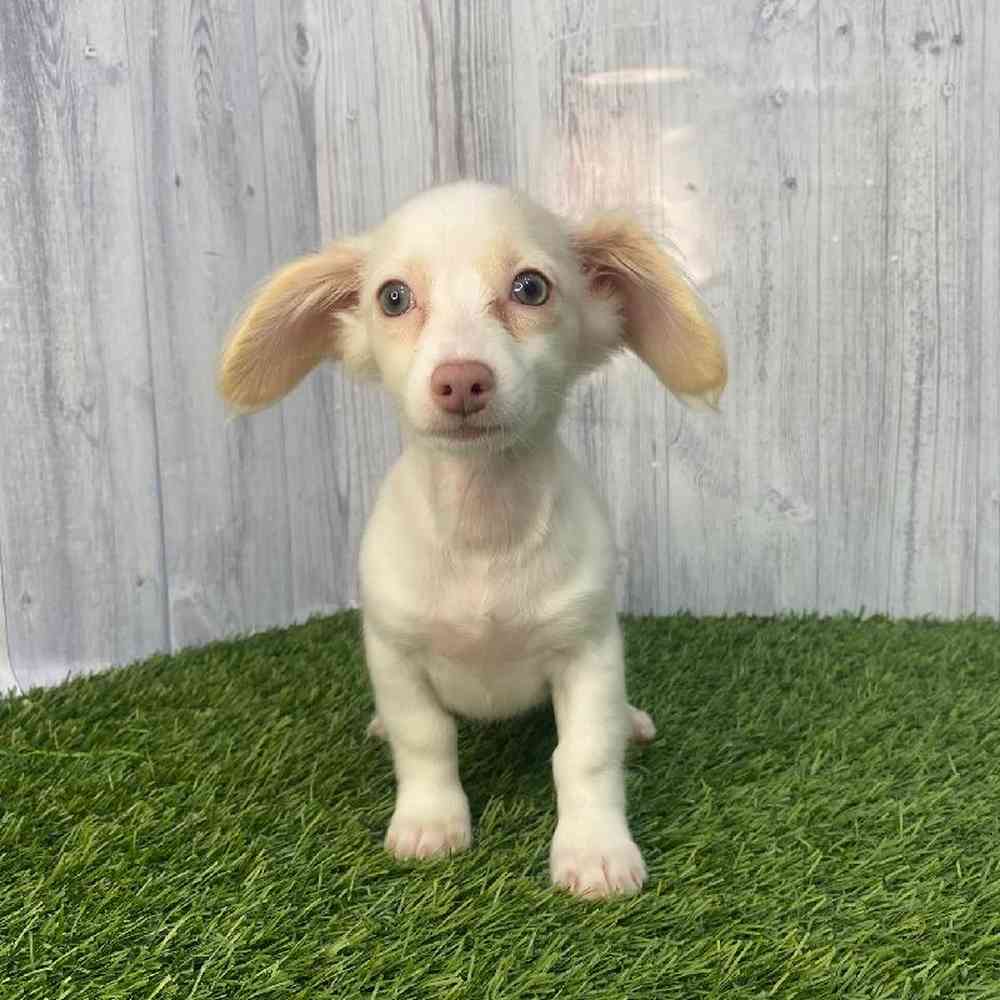 Female Chiweenie Puppy for Sale in Saugus, MA