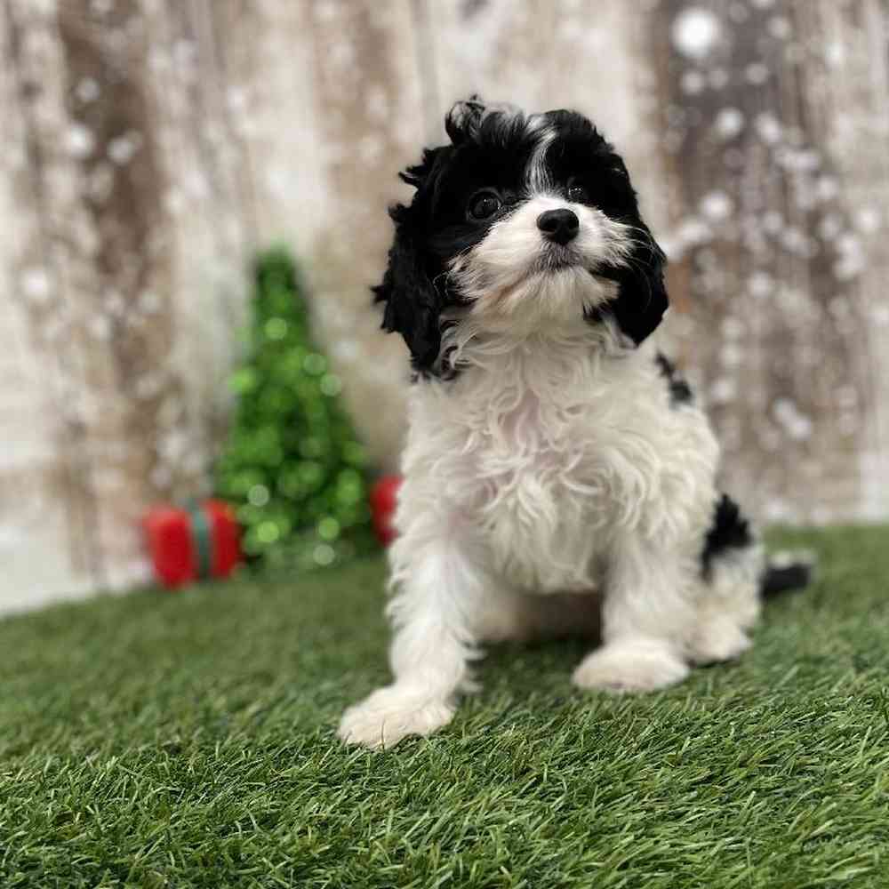 Female Cavapoo Puppy for Sale in Braintree, MA