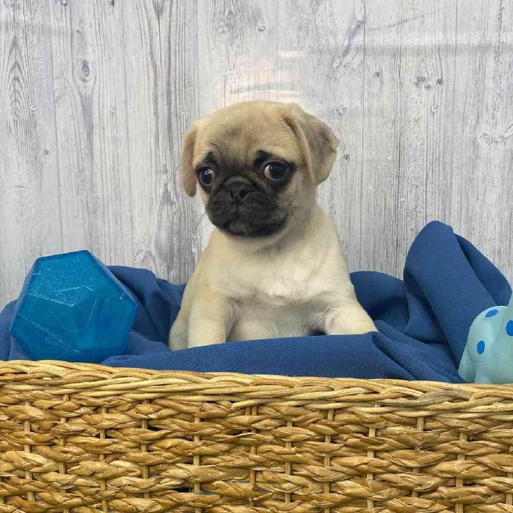 Male Pug Puppy for Sale in Saugus, MA