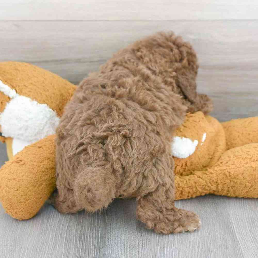 mini-labradoodle-stapleton-5200124207450862.jpg