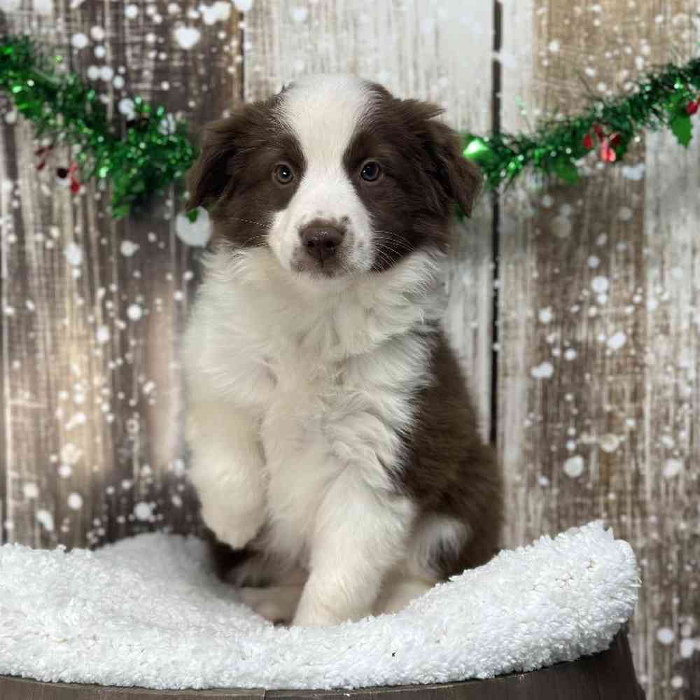 Female Miniature Australian Shepherd Puppy for Sale in Saugus, MA