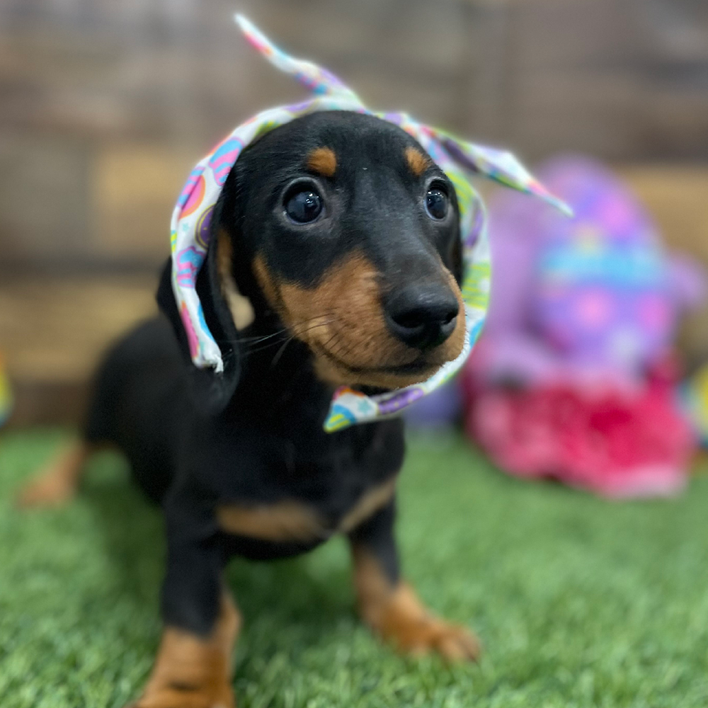 Female Dachshund Puppy for Sale in Braintree, MA