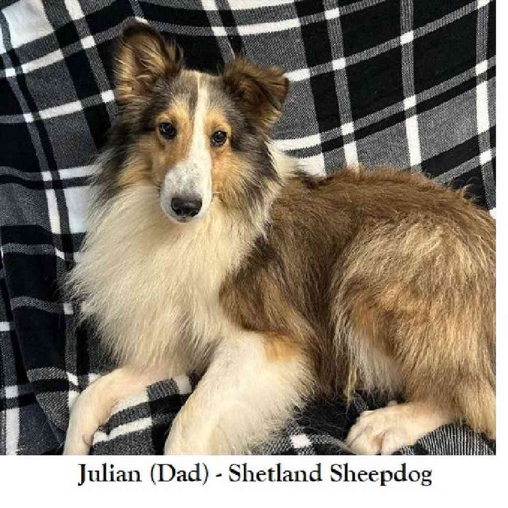 Male Shetland Sheepdog Puppy for Sale in Saugus, MA