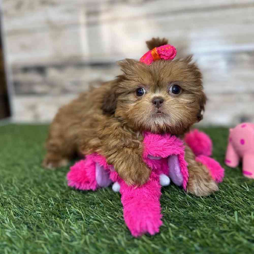 Female Shih Tzu Puppy for Sale in Saugus, MA