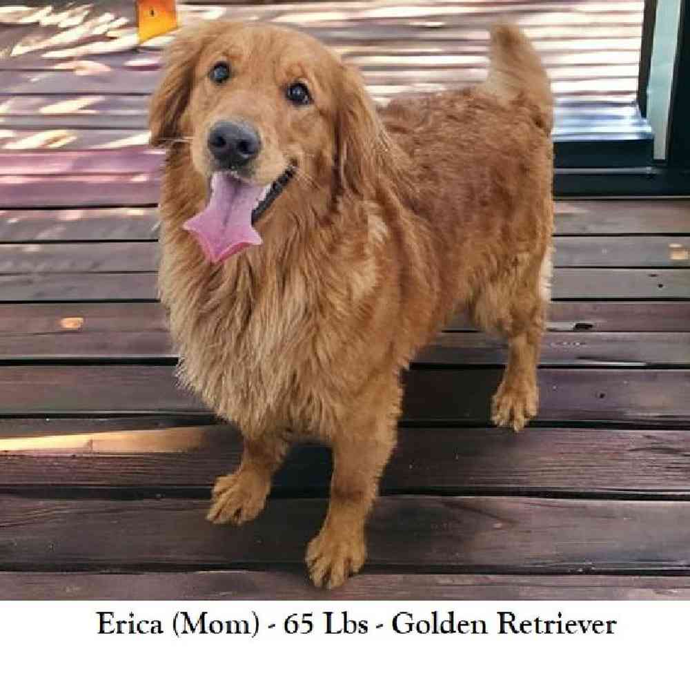 Female Golden Cocker Retriever Puppy for Sale in Saugus, MA