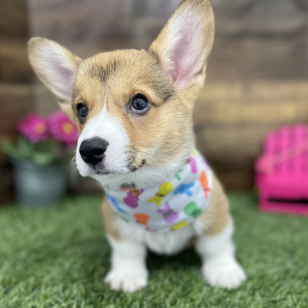 Male Pembroke Welsh Corgi Puppy for Sale in Braintree, MA