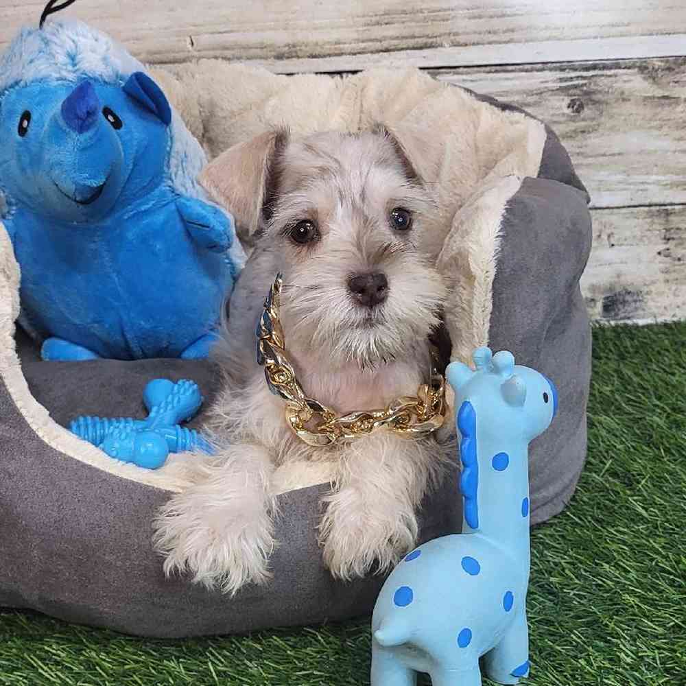 Male Miniature Schnauzer Puppy for Sale in Saugus, MA