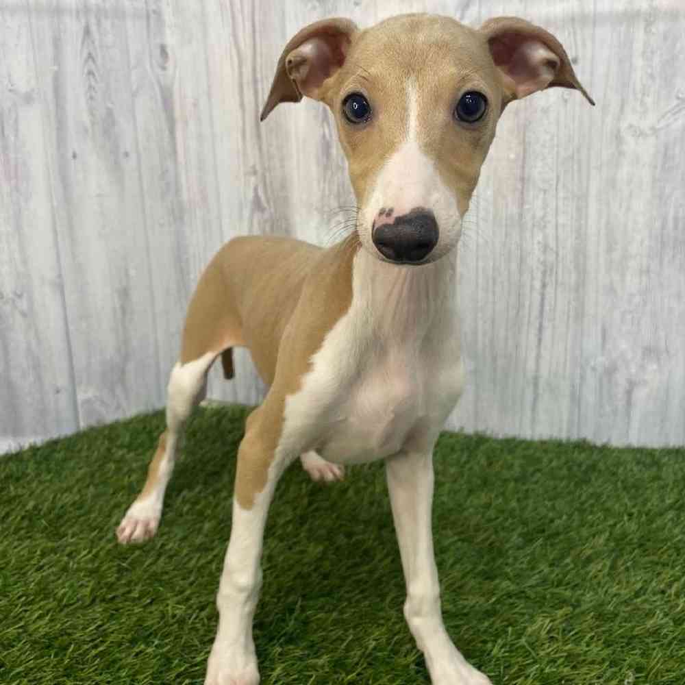 Male Italian Greyhound Puppy for Sale in Saugus, MA