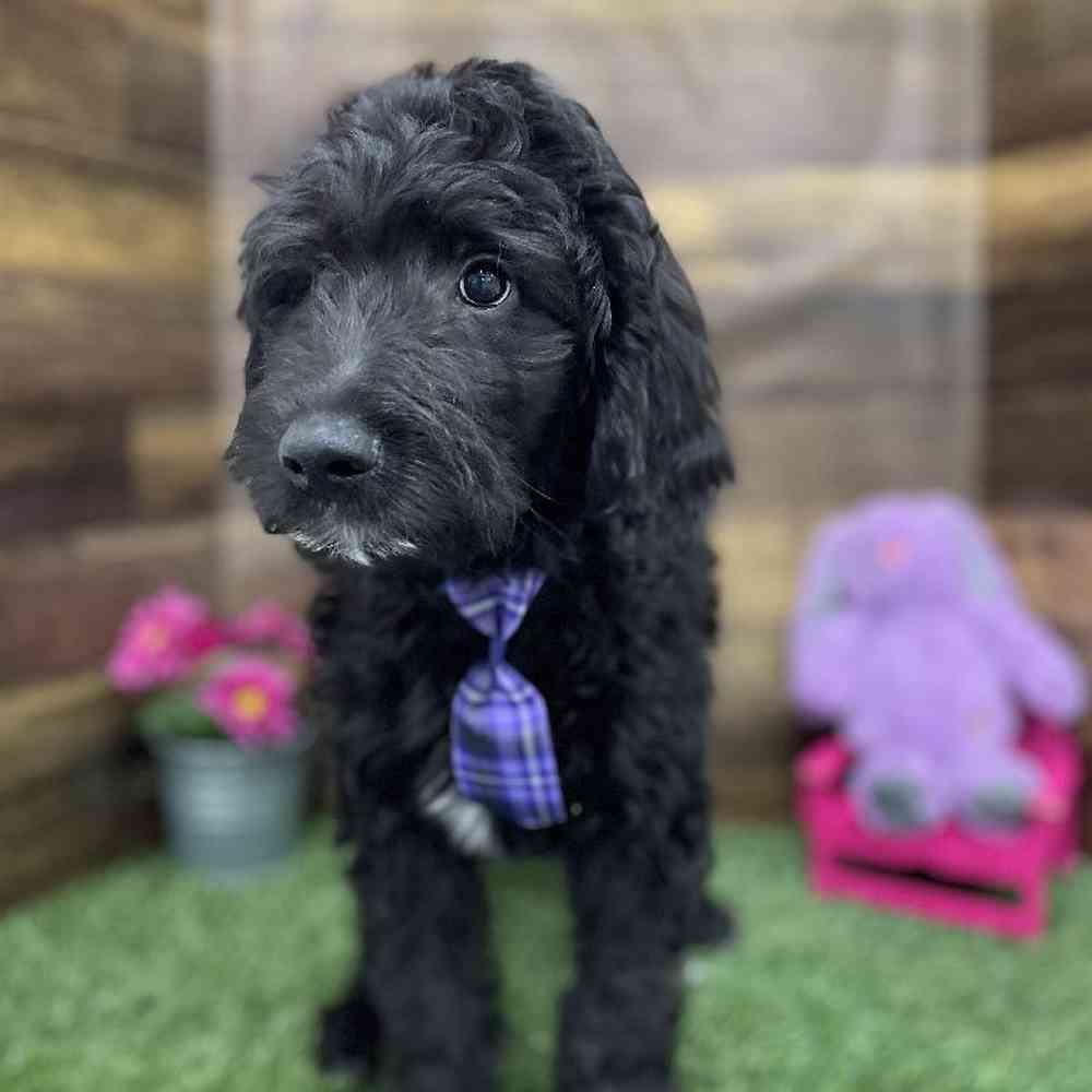 Male Goldendoodle Puppy for Sale in Braintree, MA