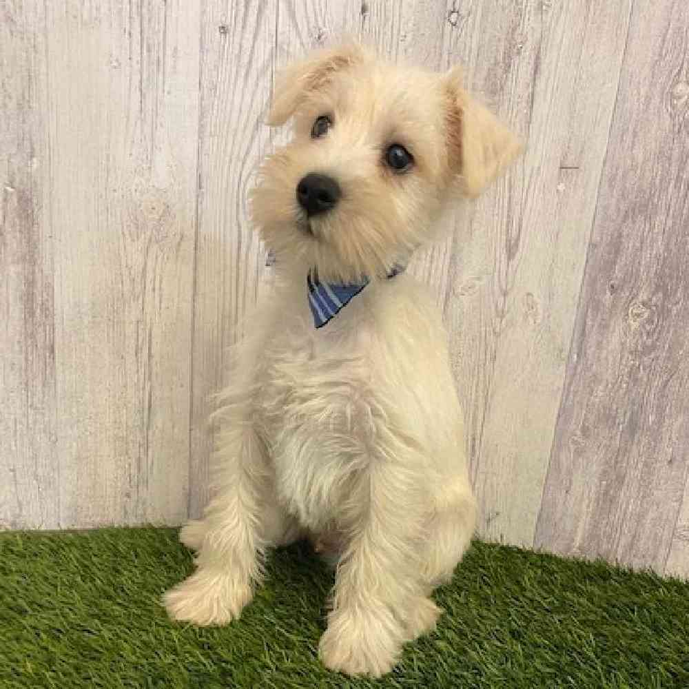Male Miniature Schnauzer Puppy for sale
